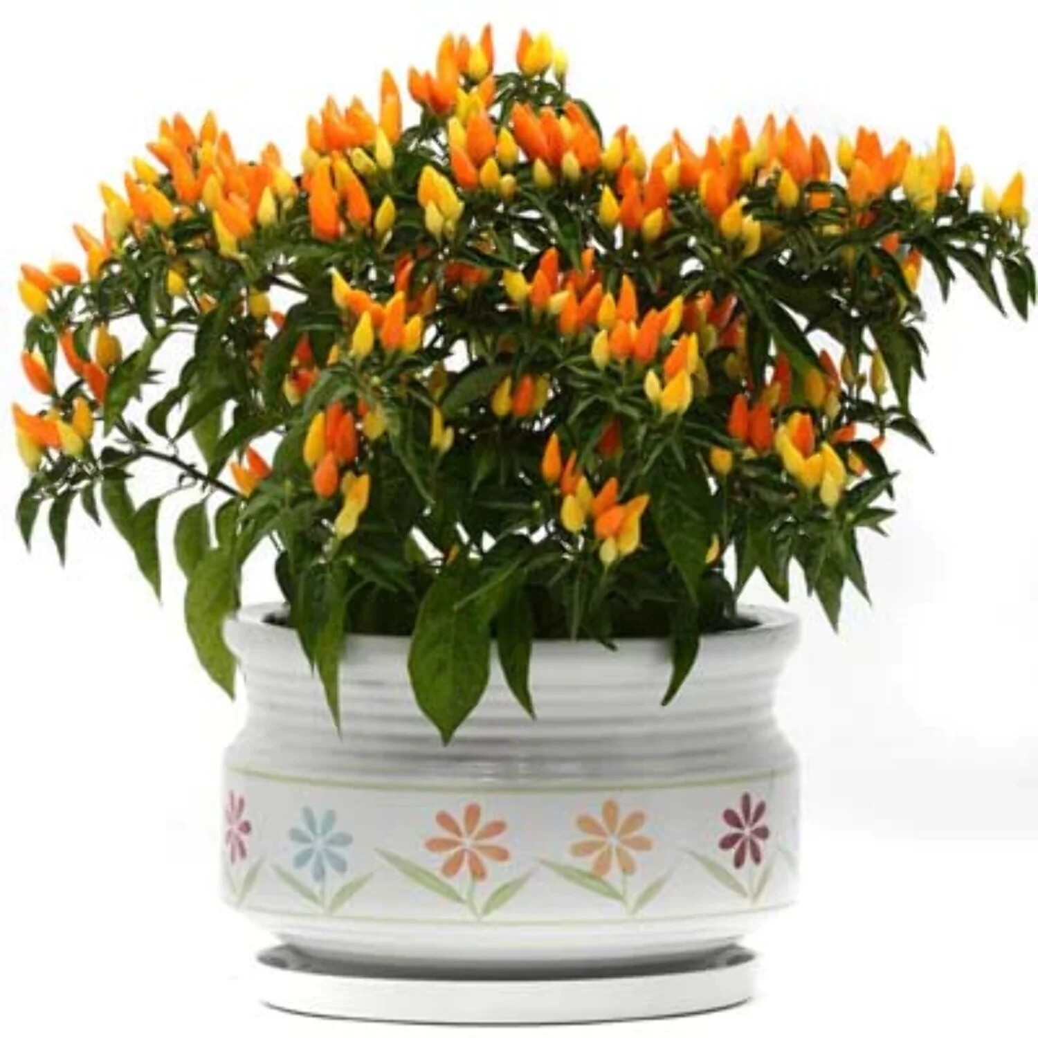 Sedona Sun Pepper Seeds Beautiful for Landscape or Pot Size: 10-100 Seed