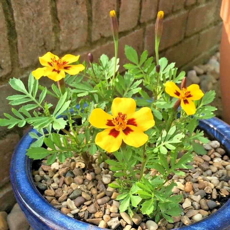 301+Naughty Marietta DWARF FRENCH MARIGOLD Flower Seeds Garden Patio Container