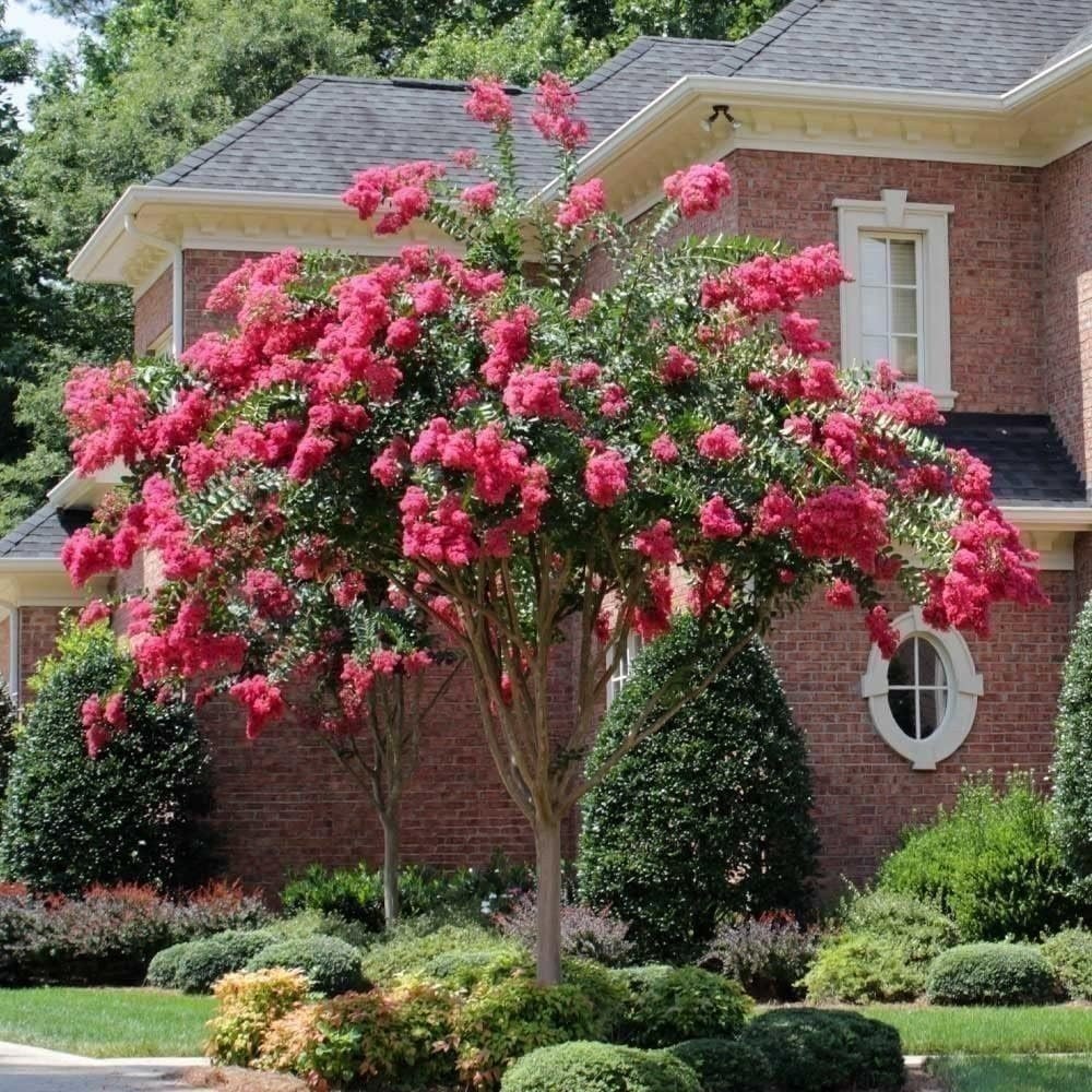 Crape Myrtle Tonto | Live Plants | Fuchsia Red/Pink Blooms, Premium Live…