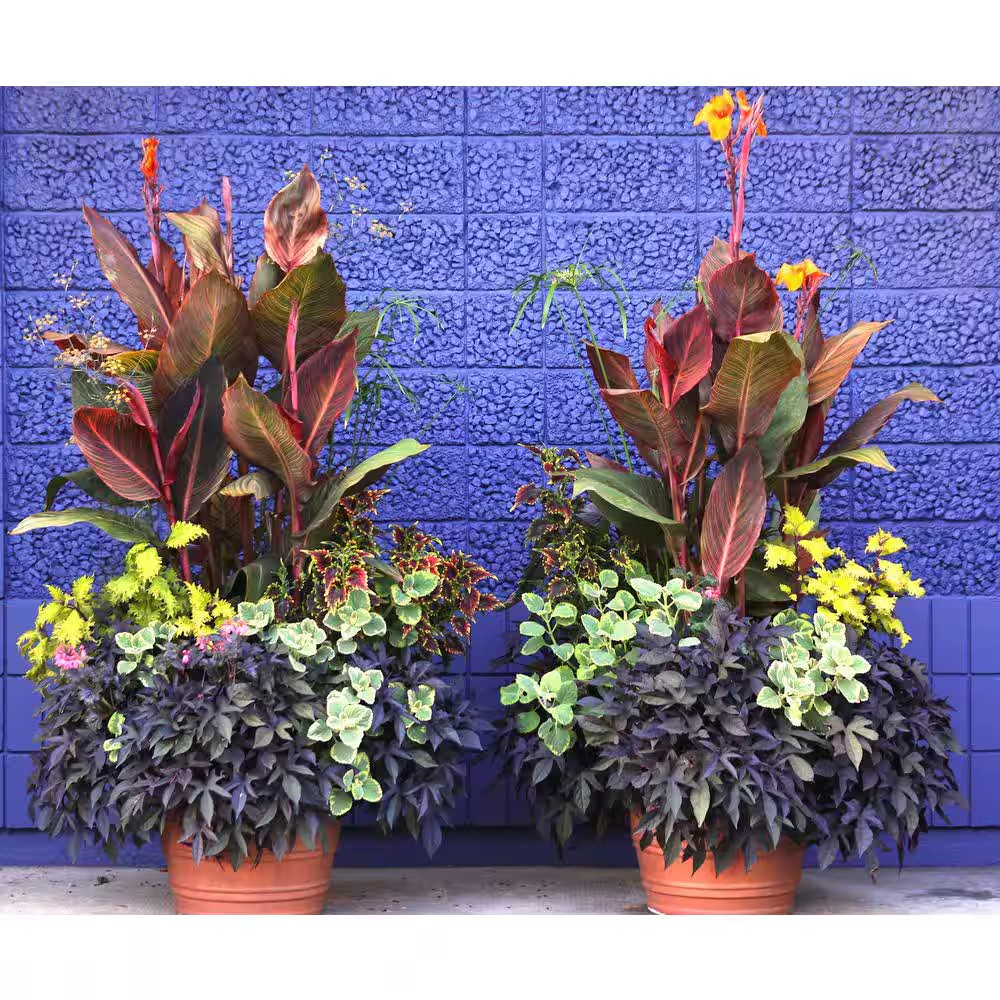 1.0 Gal. Annual Canna Tropicanna Original