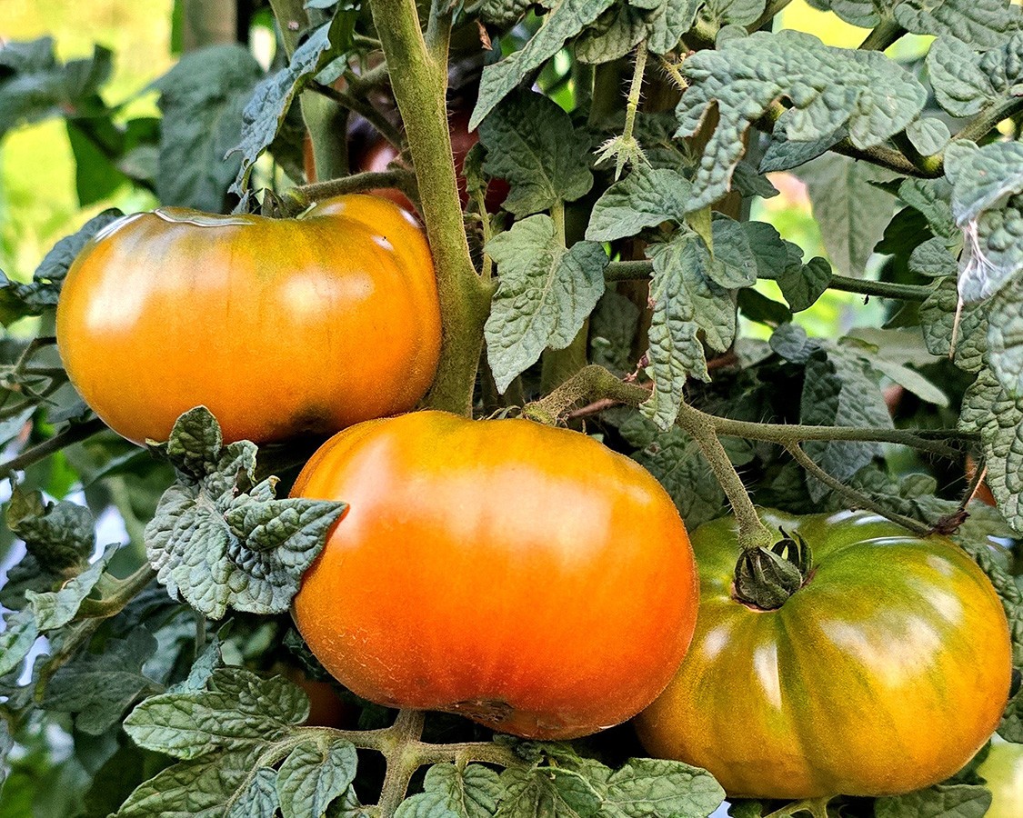 10 SEEDS Maralinga DWARF Variety Tomato ORGANIC DTP