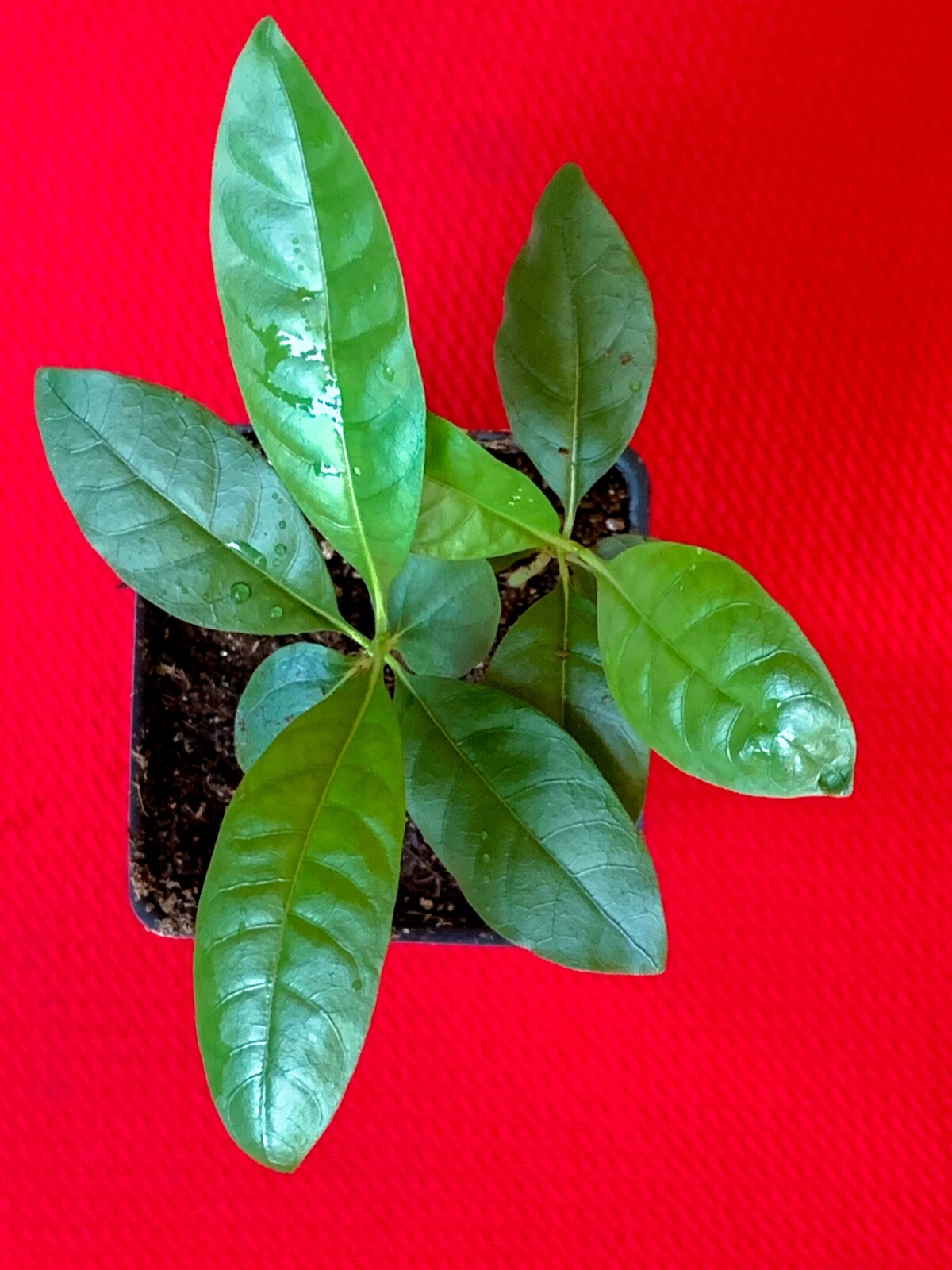 Blackberry Jam Fruit Randia Formosa Potted PLANT Tropical Tree Jasmin de Rosa