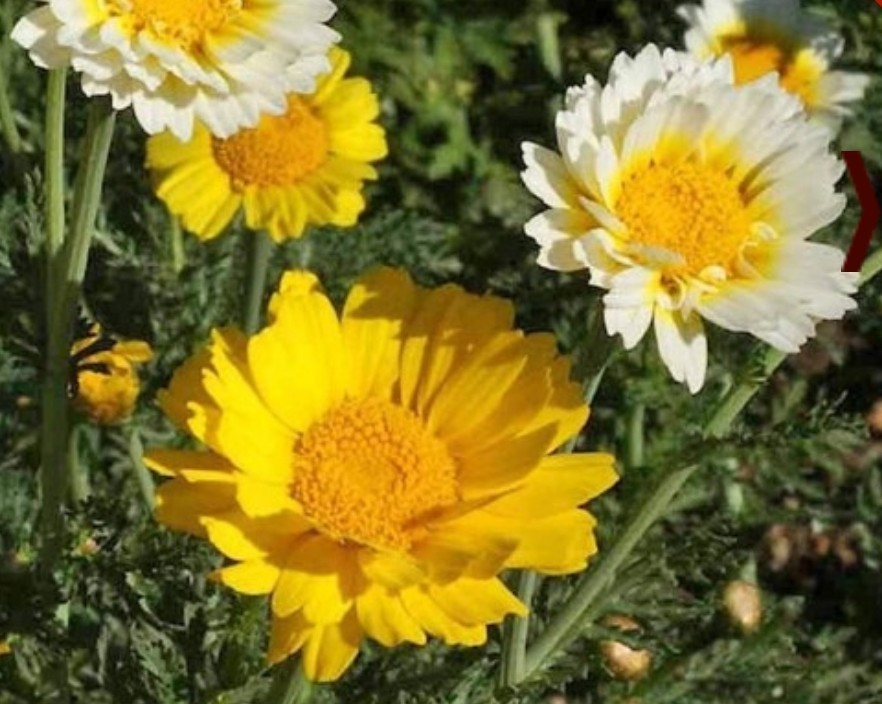 500+ Garland Daisy Seeds **Fresh Seeds** ~~Free Shipping~~