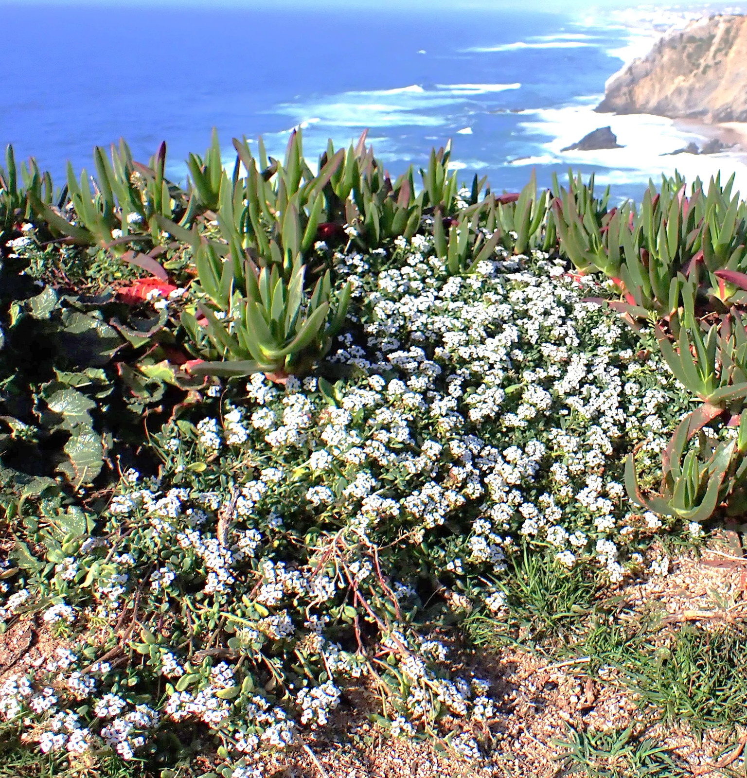 Carpet of Snow Sweet Alyssum Seeds | Mat Forming Annual White Flower Seed 2025