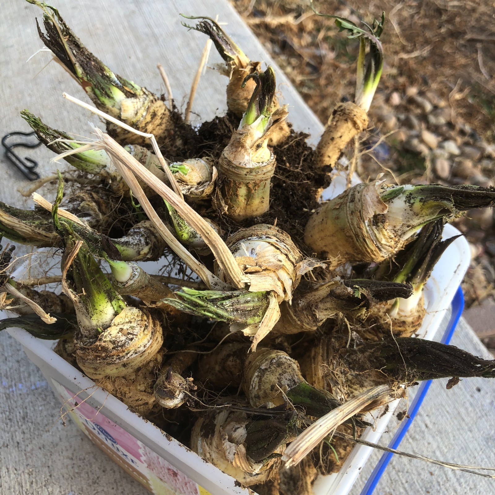 Organic Horseradish – Maliner Kren – Armoracia rusticana – Crowns and Roots