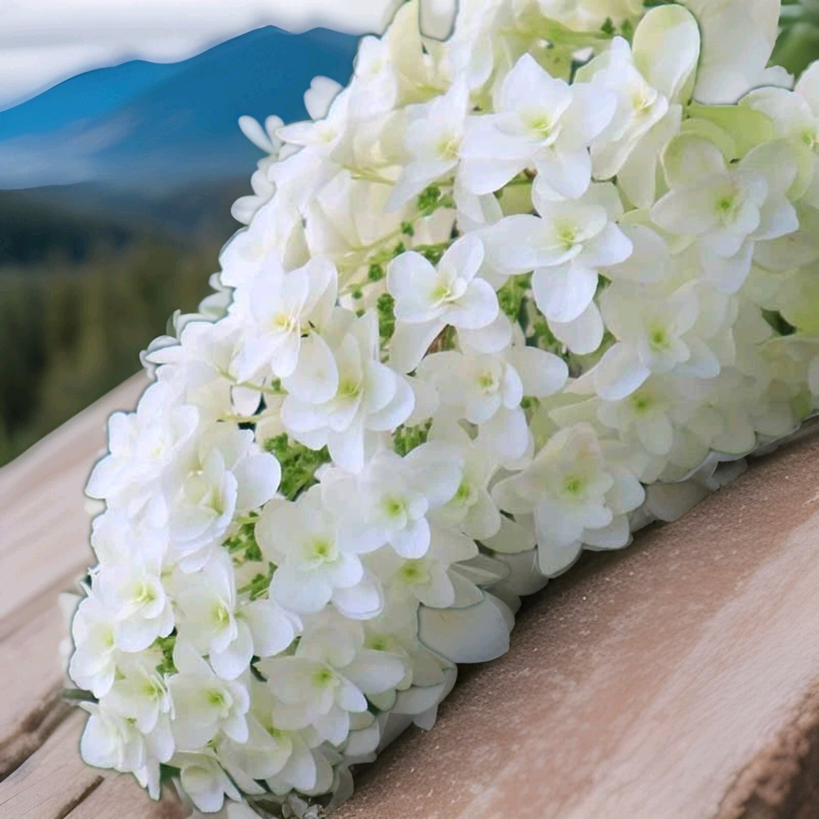 Oakleaf Hydrangea, Hydrangea Quercifolia 100 Seeds Fast Growing, Nice Fall Color