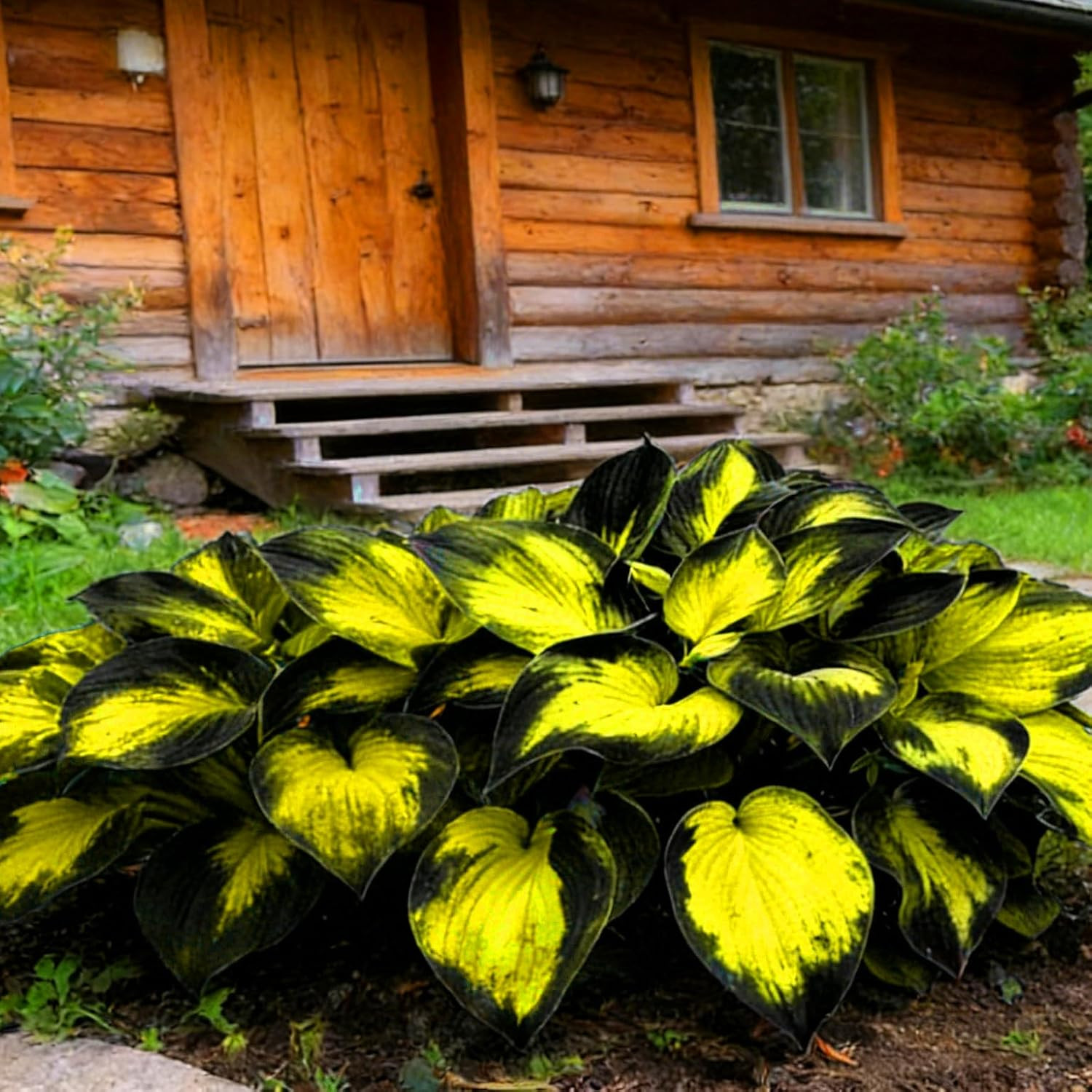 220+ Mixed Color Hosta Seeds for Planting – Hostas Seeds Rare Perennial Flower
