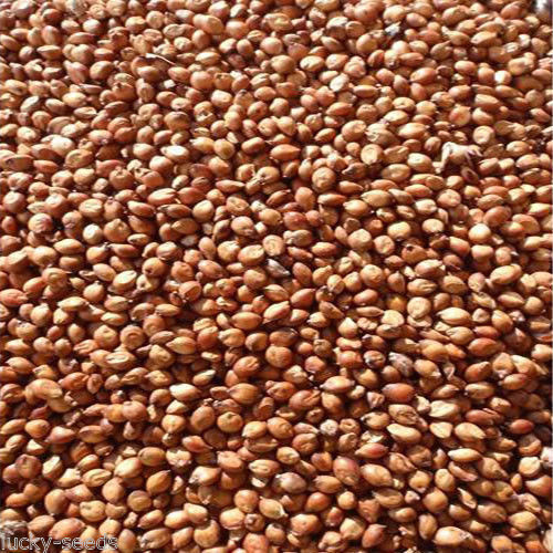 SeedRanch Egyptian Wheat Seed “Excellent for Quail” – 10 Lbs.