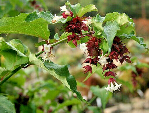 Himalayan Honeysuckle bush 201 seeds hardy perennial, mariesgreengarden