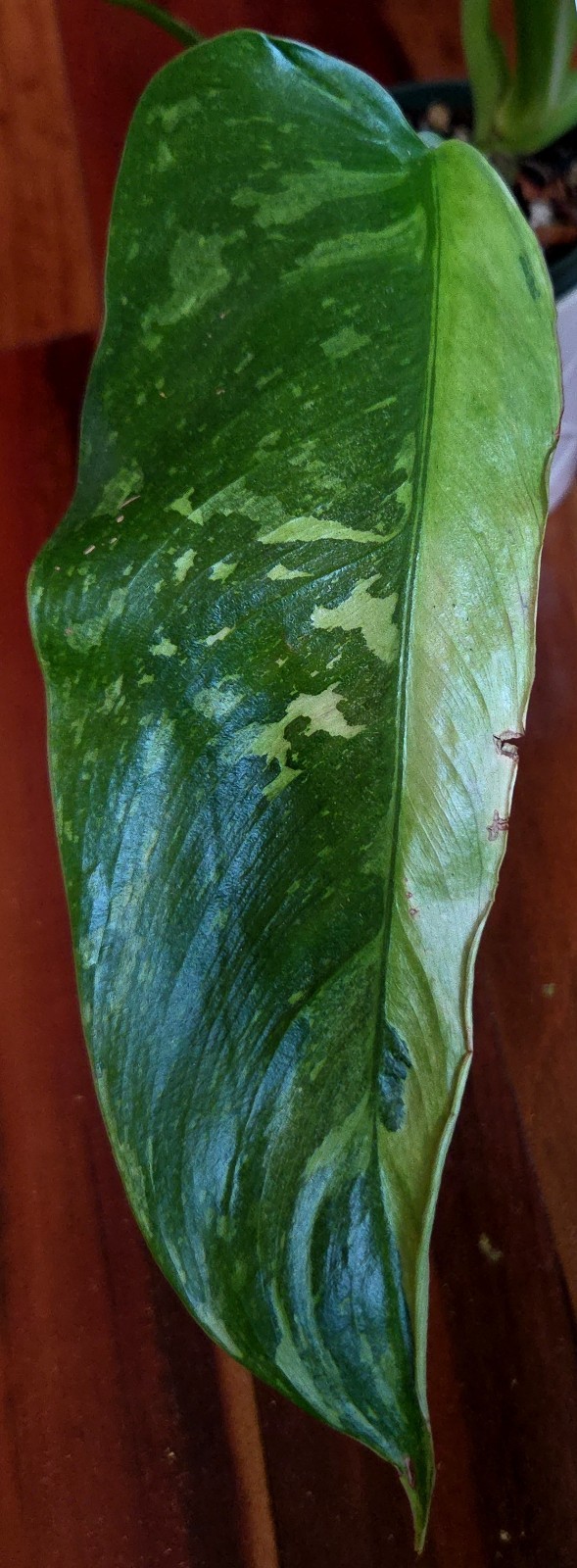 Rare Philodendron Mutant Jose Buono 27″ Wide Not Monstera Anthurium Syngonium