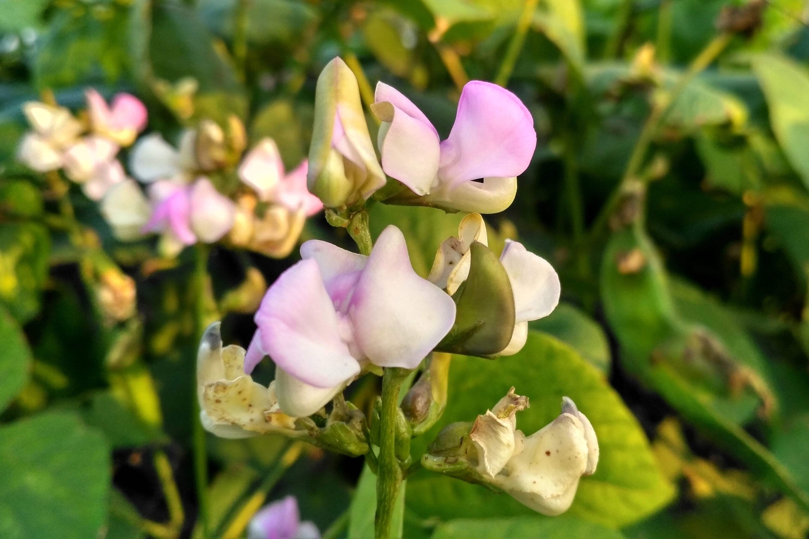 100 BLACKEYE PEA Blackeyed Southern Cow Pea Cowpea Vigna Unguiculata Seeds