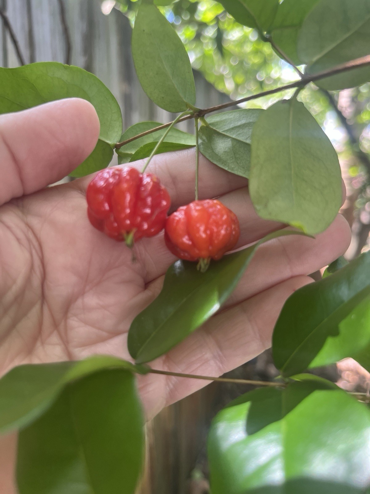 Sweet Surinam Cherry Seeds, Eugenia Uniflora Seeds 20 Pieces