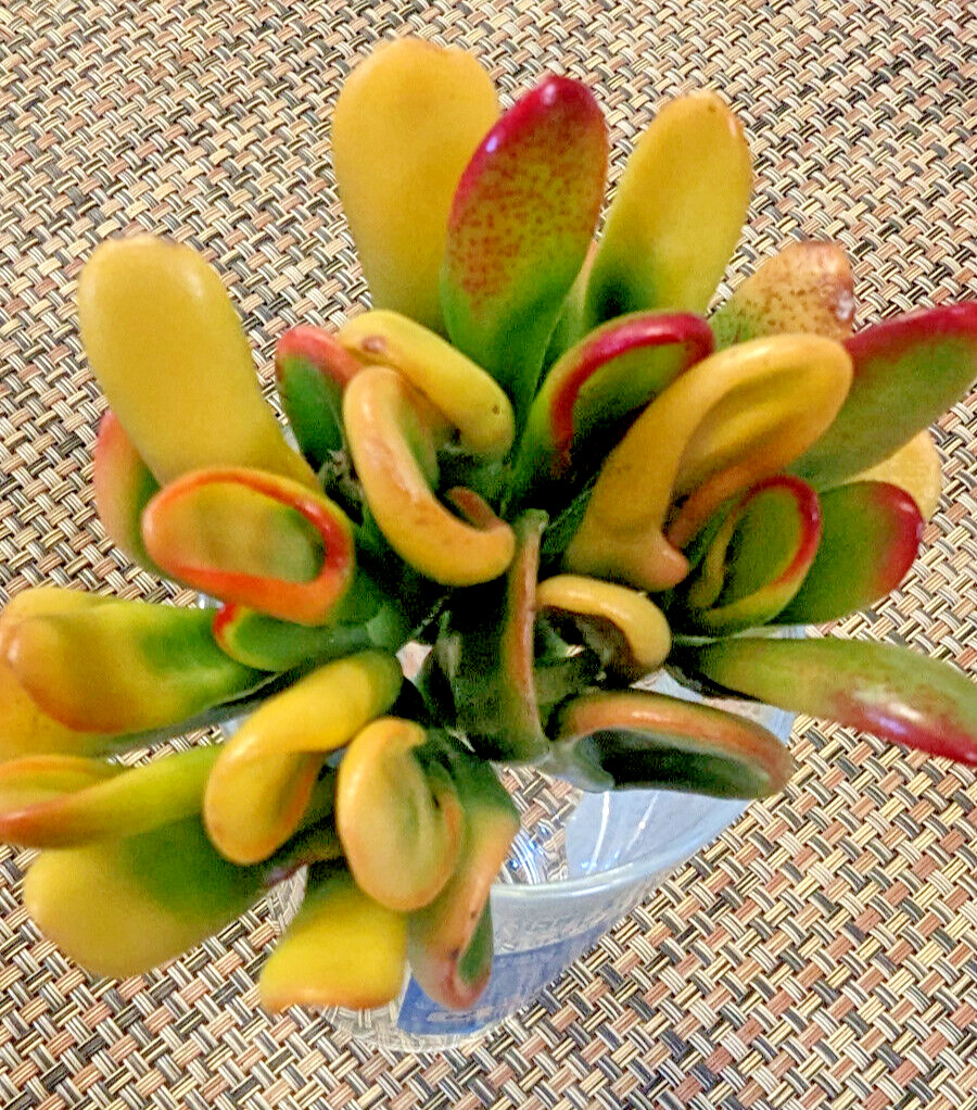 RARE VARIEGATED CRASSULA OVATA ‘GOLLUM’ – ‘GOLLUM” JADE – 2″ CUTTING