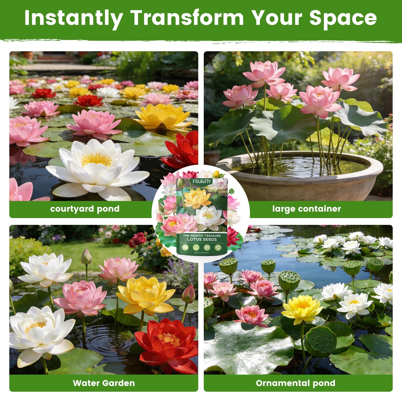 60 PCS Lotus Seeds for Planting in Water – Mixed Color Bowl Green