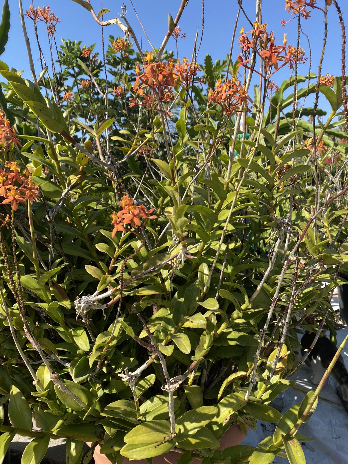 EPIDENDRUM Orchid 3 Pieces With Roots Red/Yellow/Orange/Purple 4’- 8’ Long.