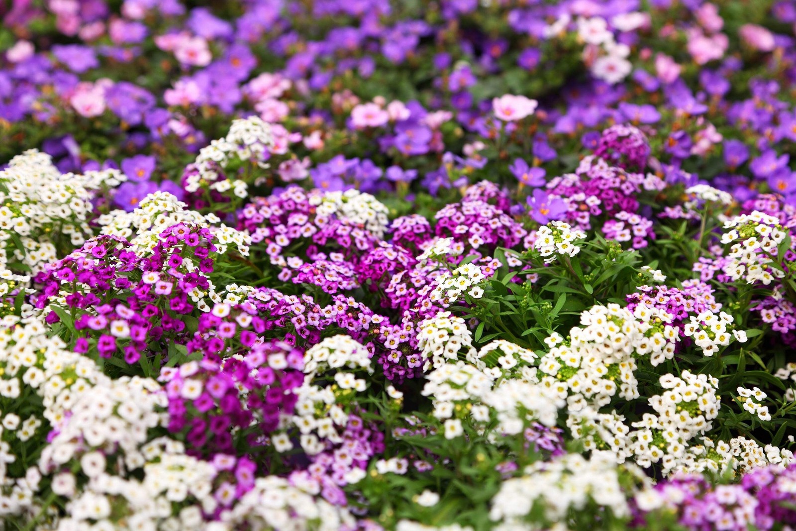 500 Sweet ALYSSUM PASTEL CARPET MIX Lobularia Maritima Flower Seeds *Comb S/H