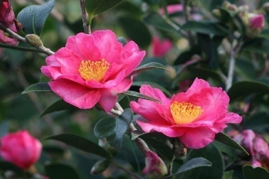Camellia Kaniiro | 3 Gallon | Camellia japonica | Winter Blooms | Shade Tolerant