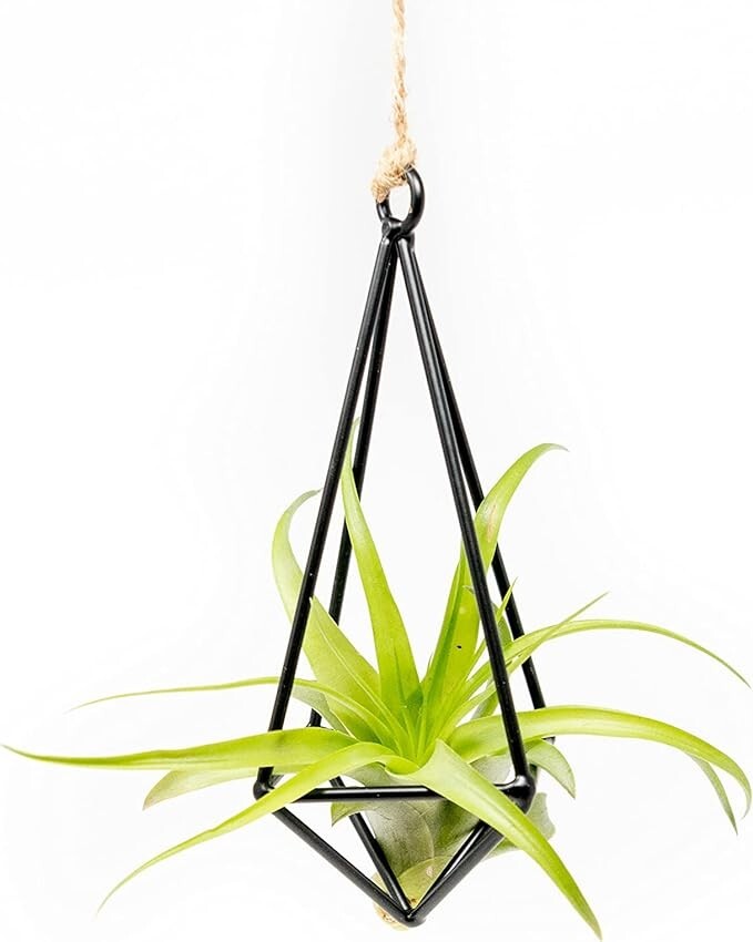 Hanging Black Metal Pendant with Medium Air Plant – Wholesale Tillandsia Decor