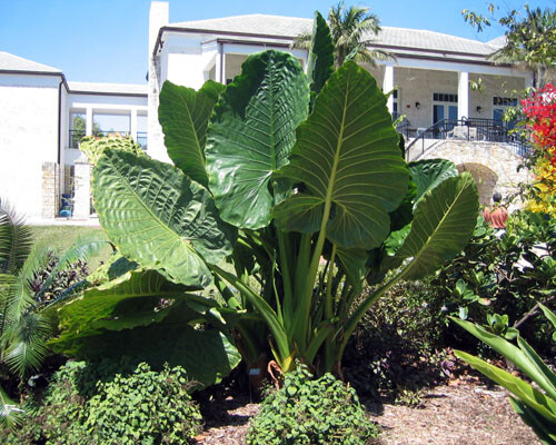*BORNEO GIANT* Huge ELEPHANT EAR Taro Alocasia Macrorrhiza Rooted Starter Plants