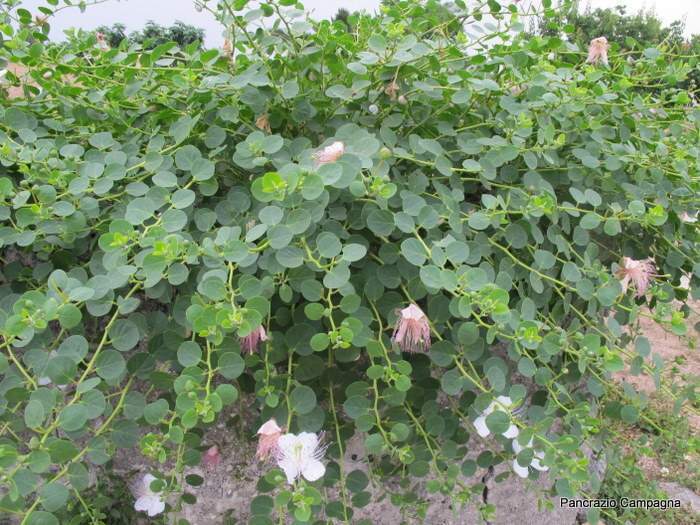 Caper Bush, Capparis spinosa, Seeds (Edible, Showy, Fragrant)