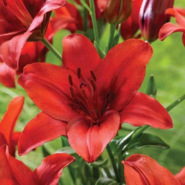 3 – RED HIGHLAND Asiatic Lily Live Flower Bulbs * GREAT POLLINATOR