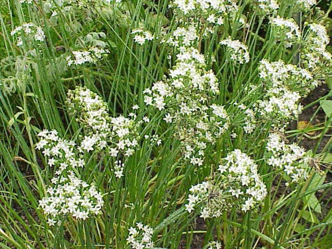 250 Garlic Chives Seeds Garden Herb Heirloom