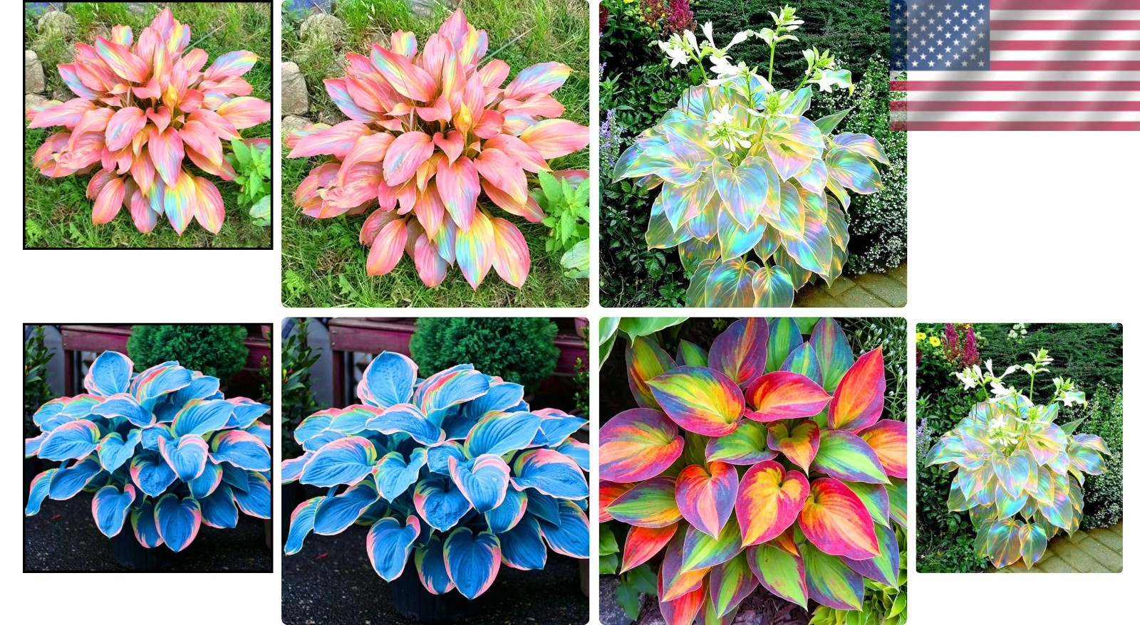 Long-Blooming Hosta Seeds – 310+ Air-Purifying, Low-Maintenance Plants