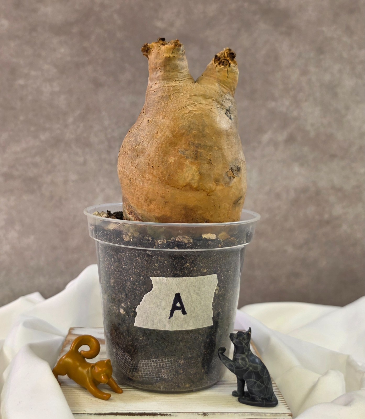 SO CHUNKY!!! Cyphostemma Uter var. Macropus (Angola) – Succulent not Pachypodium