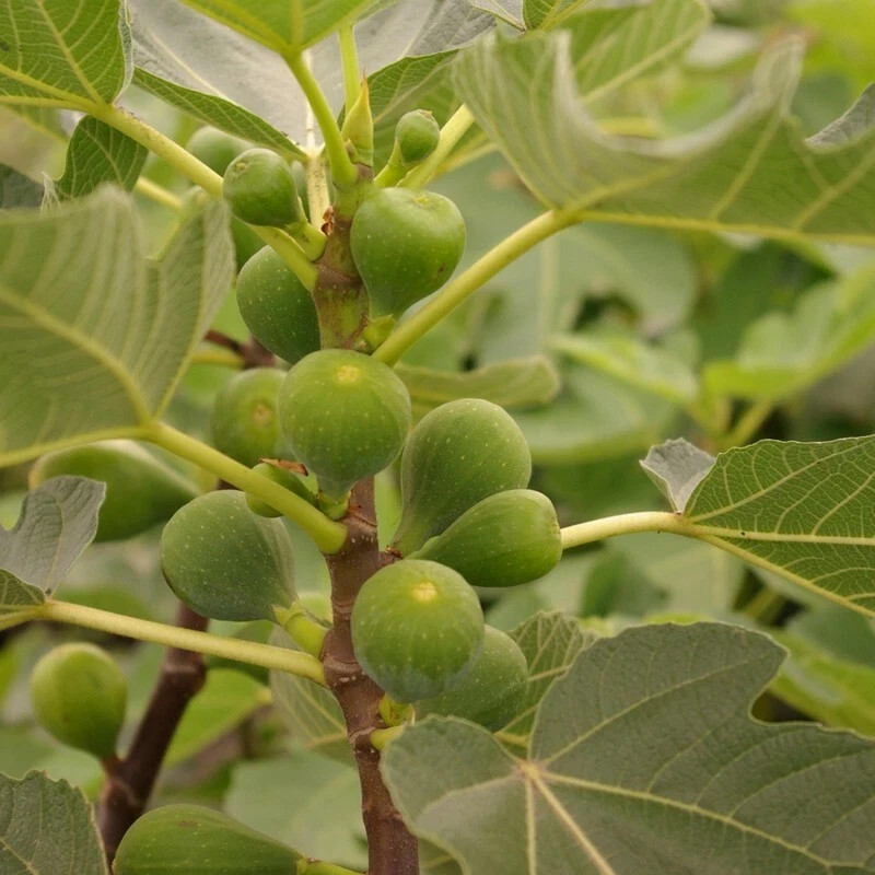 Kadota~Fig Tree Live Starter Plant ~Ficus carica~ Made Newtons Cookies Famous