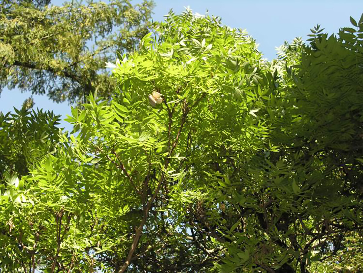 Yellowhorn Xanthoceras sorbifolium, Tree Seeds
