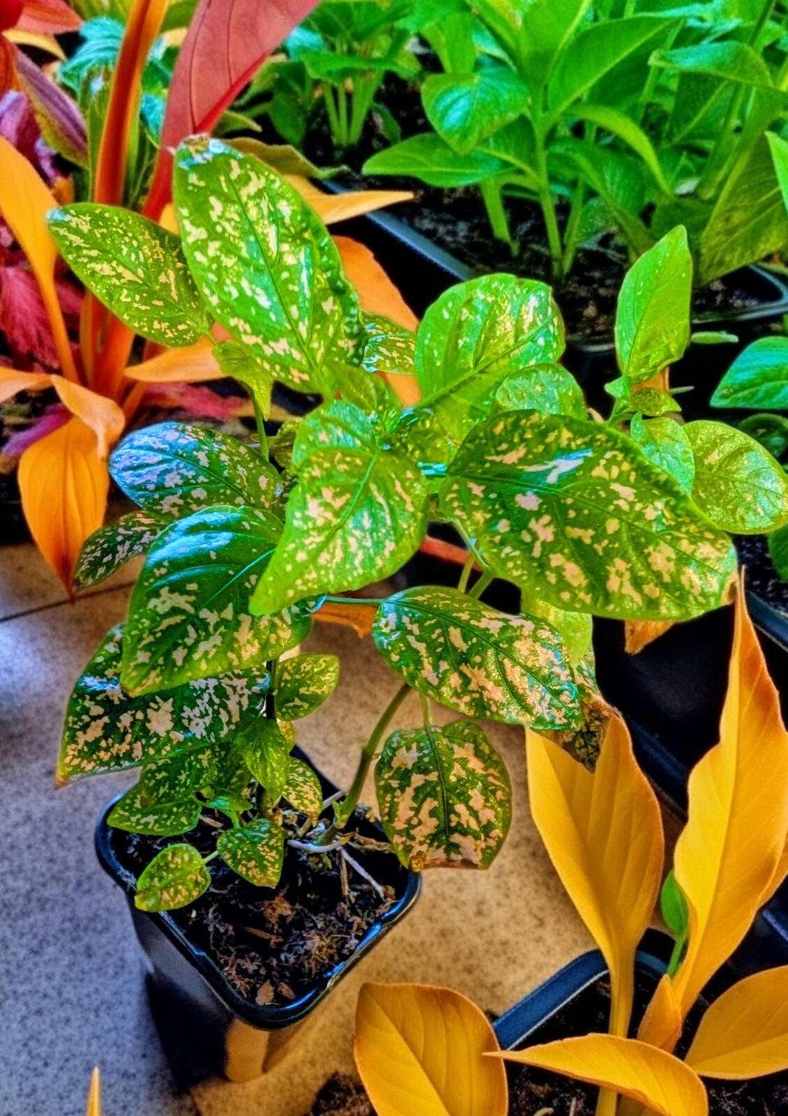 10″ Tall Pink/White Polka Dot Splash Plant Live (Hypoestes phyllostachya)
