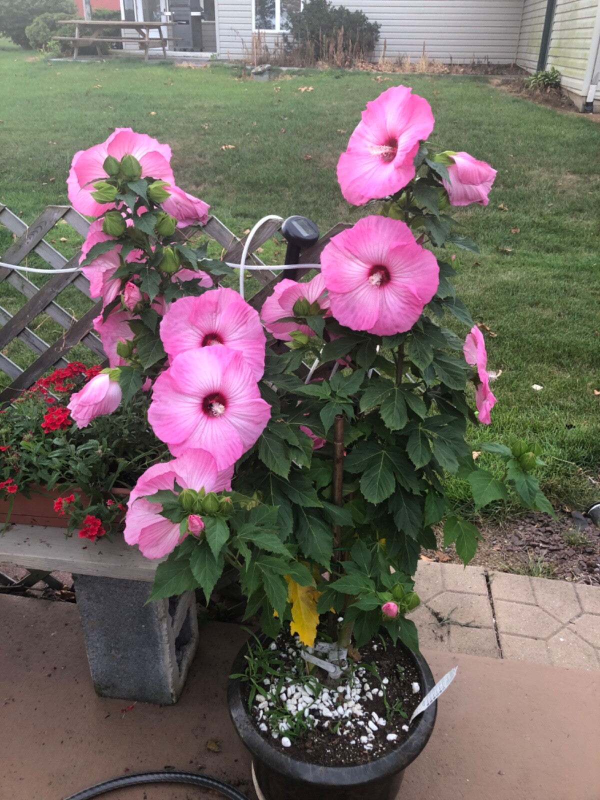 20 LGE FLOWER “AIRBRUSH” AND “STARRY NIGHT”ROSE MALLOW HIBISCUS SEEDS (ZONE 4-9)