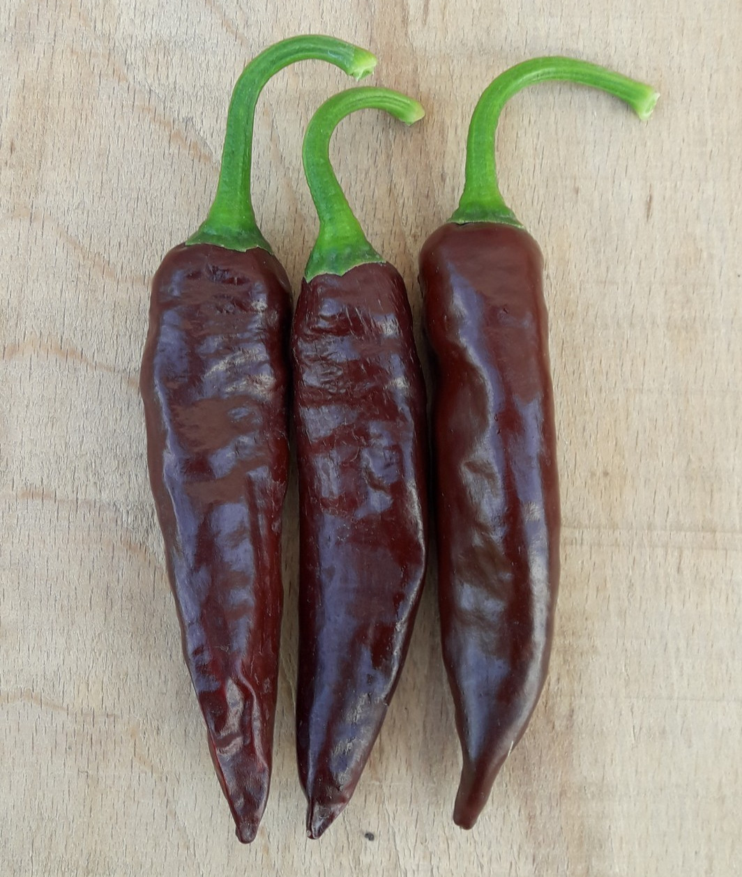 RARE✿ Heirloom Ethiopian Brown Hot Chili/Berbere Pepper 15+ Seeds