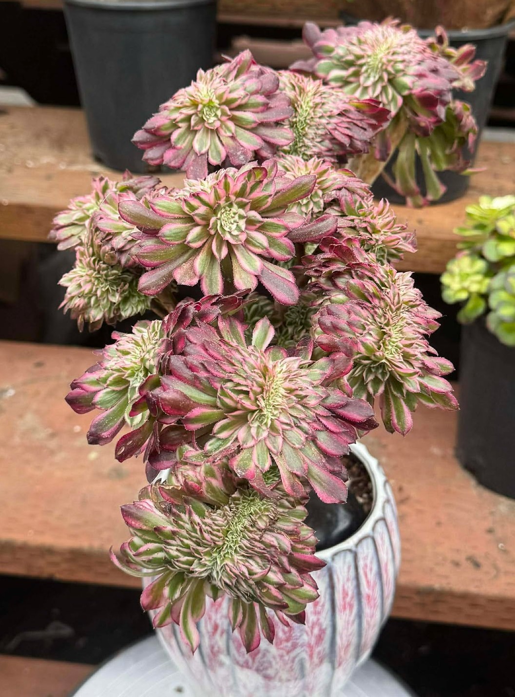 Imported Succulent live plant Home decor Plant gift Pink Halloween teacup #B05