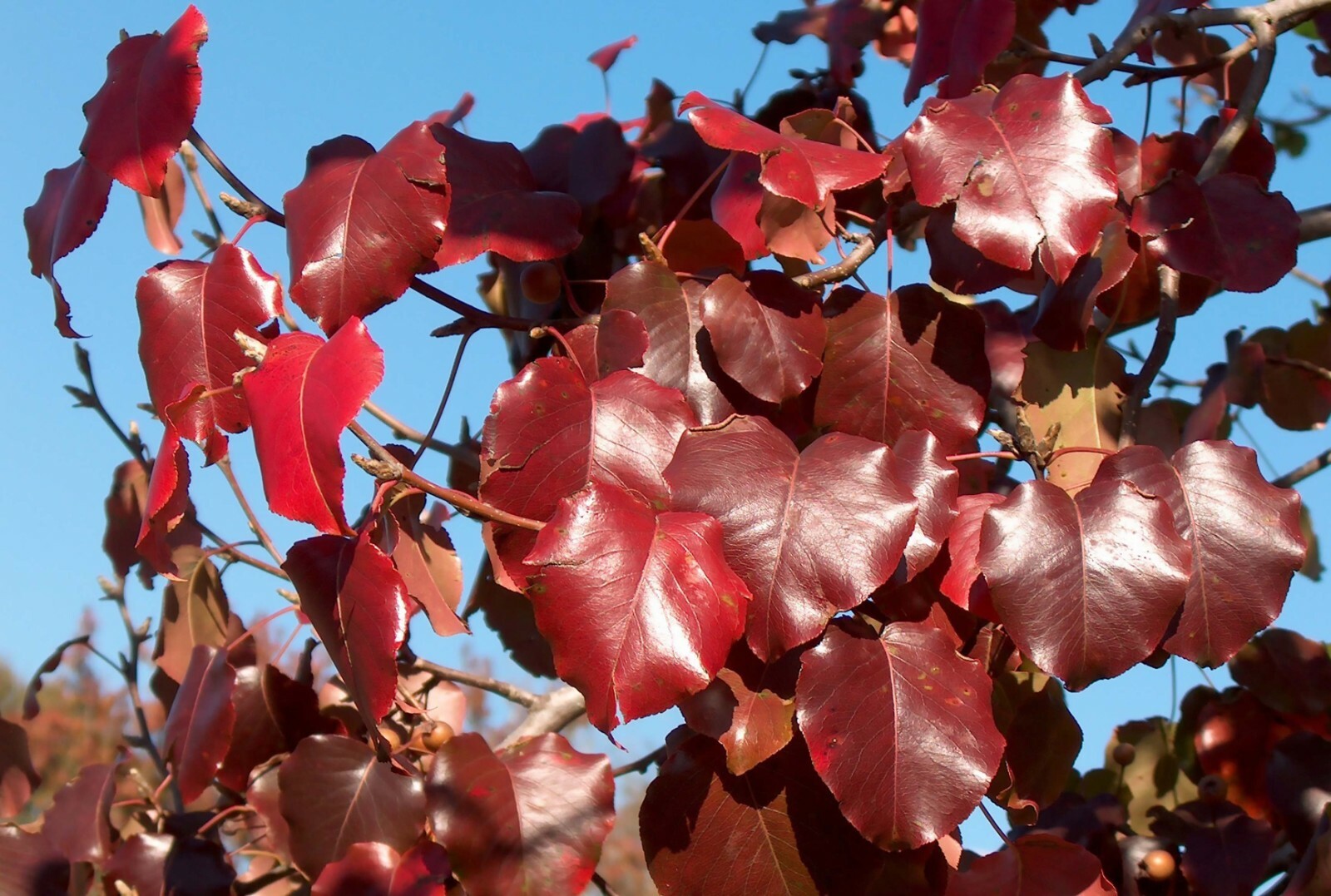 Bradford Pear, (Callery Pear), Pyrus calleryana, Tree Seeds