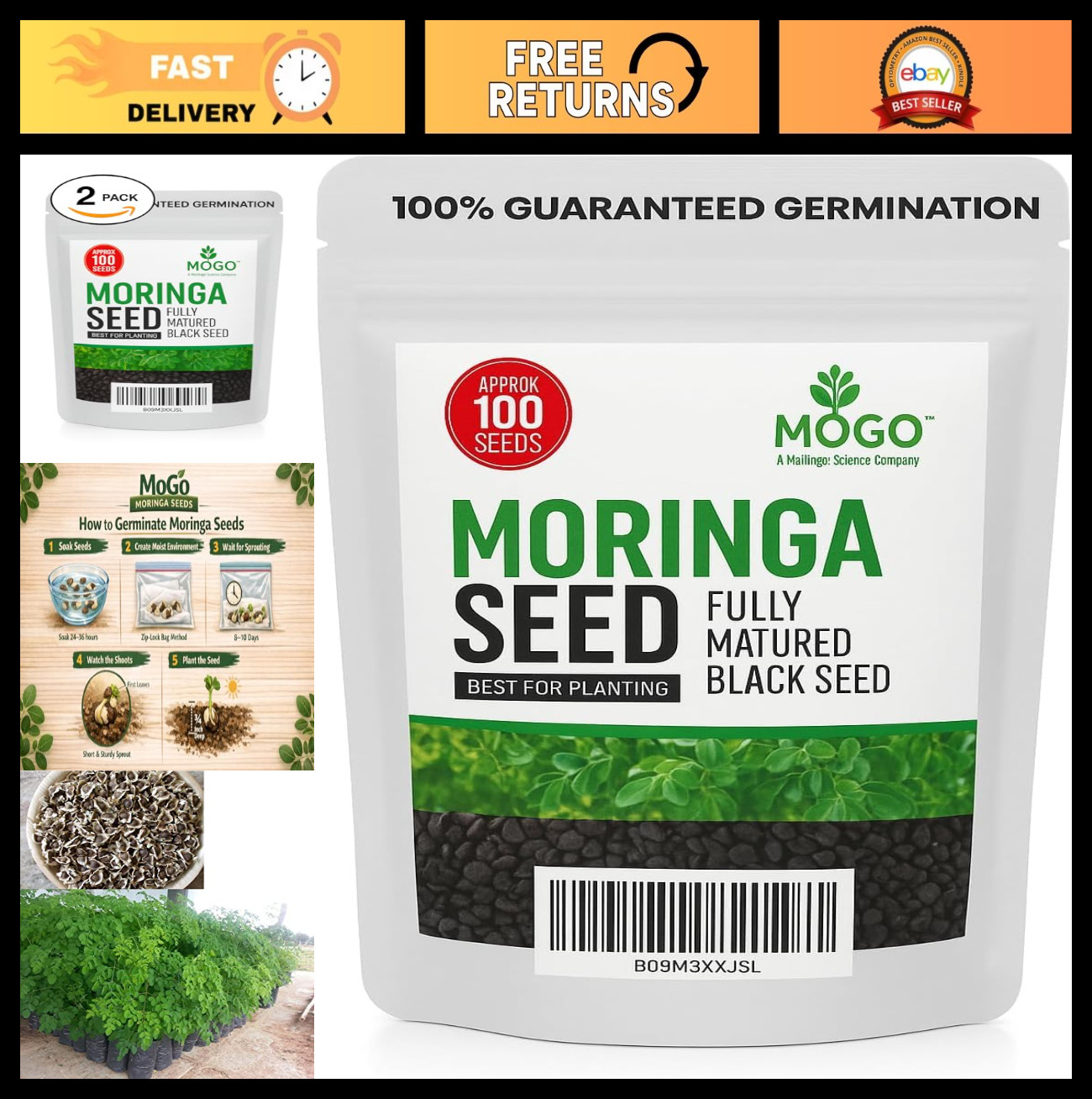 200 Moringa Seeds for Planting | Premium Germination, Edible Malunggay Seeds