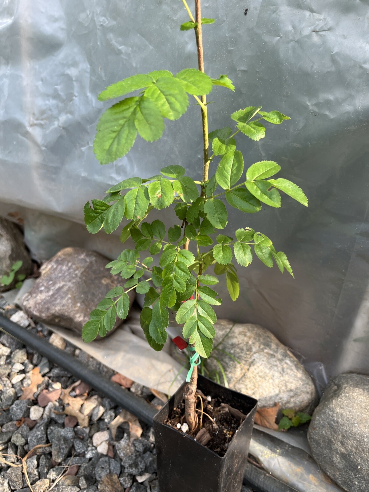 3-4 Ft Tall Ivan’s Belle (Granatnaya) Grafted Mountain Ash Hybrid