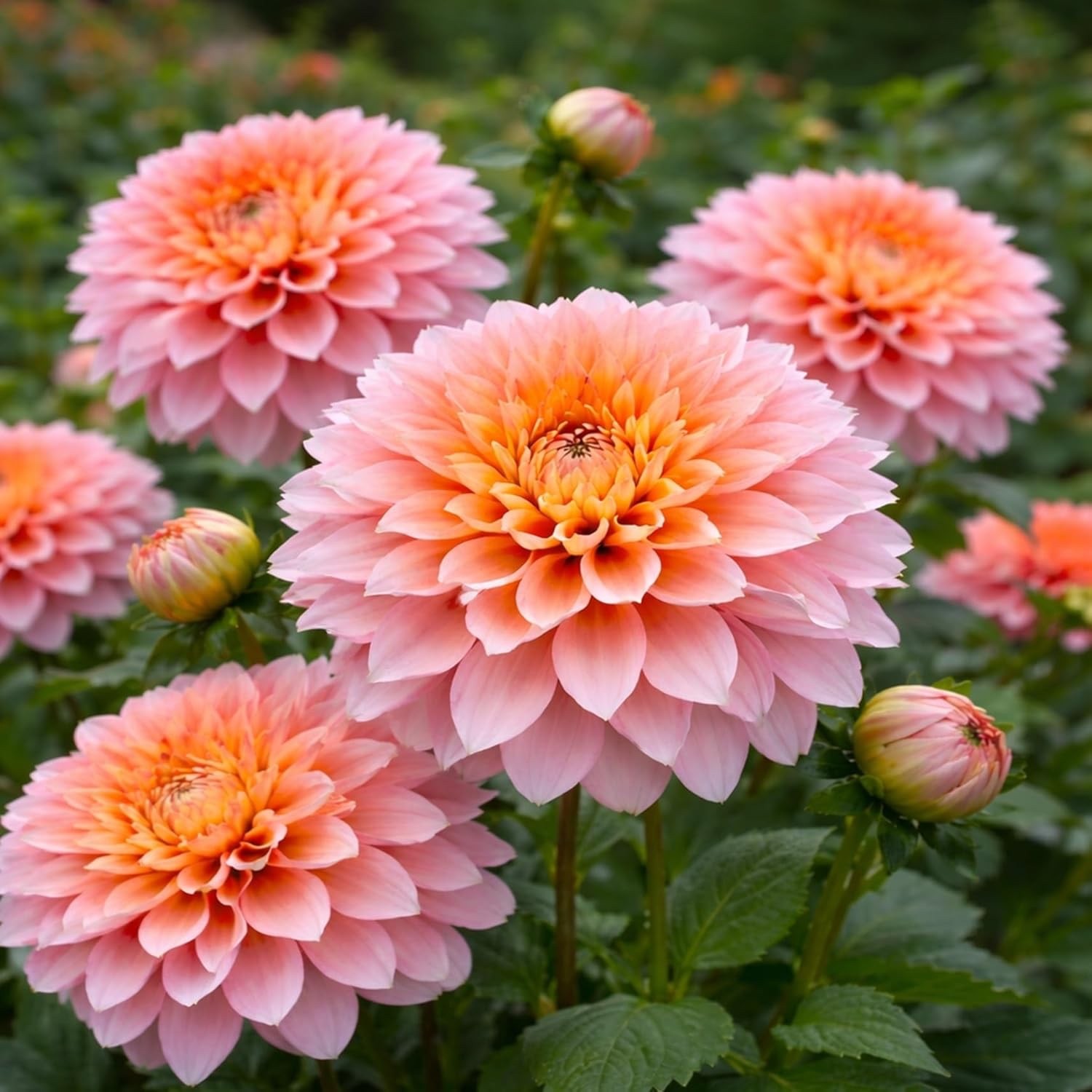Belle of Bamera Dahlia Dinnerplate Tubers – Soft Pink & Apricot (3 Bulbs)