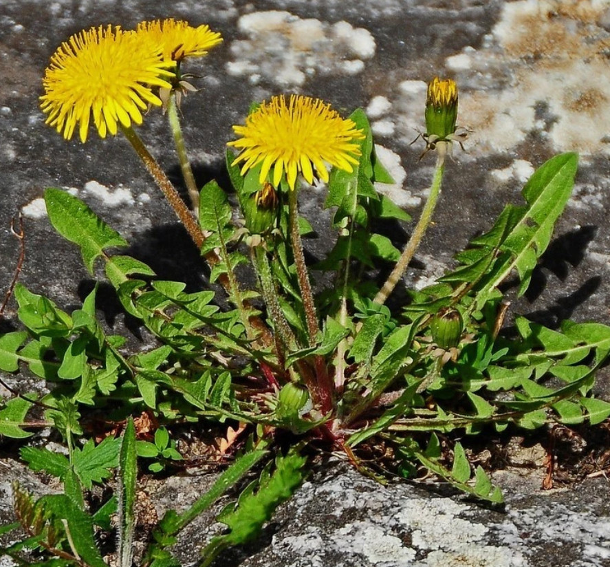 Dandelion Live Plant – 4″ Pot – Edible Medicinal Herb for Garden & Containers