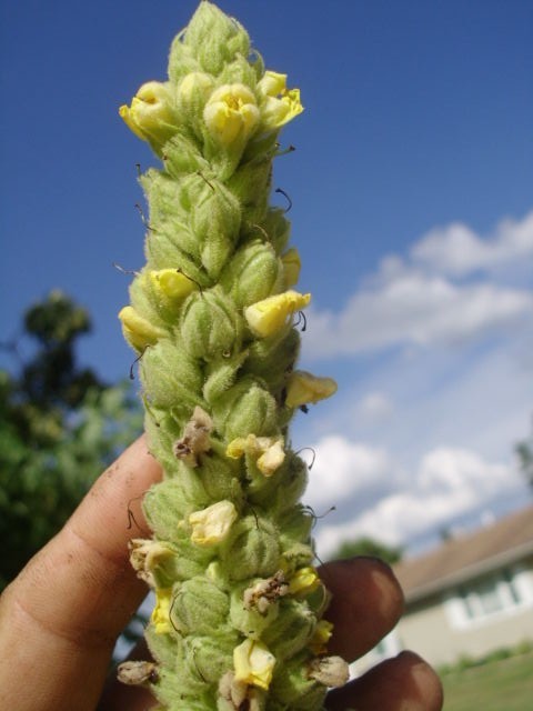 50 GREAT MULLEIN SEEEDS ( Verbascum thapsus ) – up to a 5+ foot tall flower