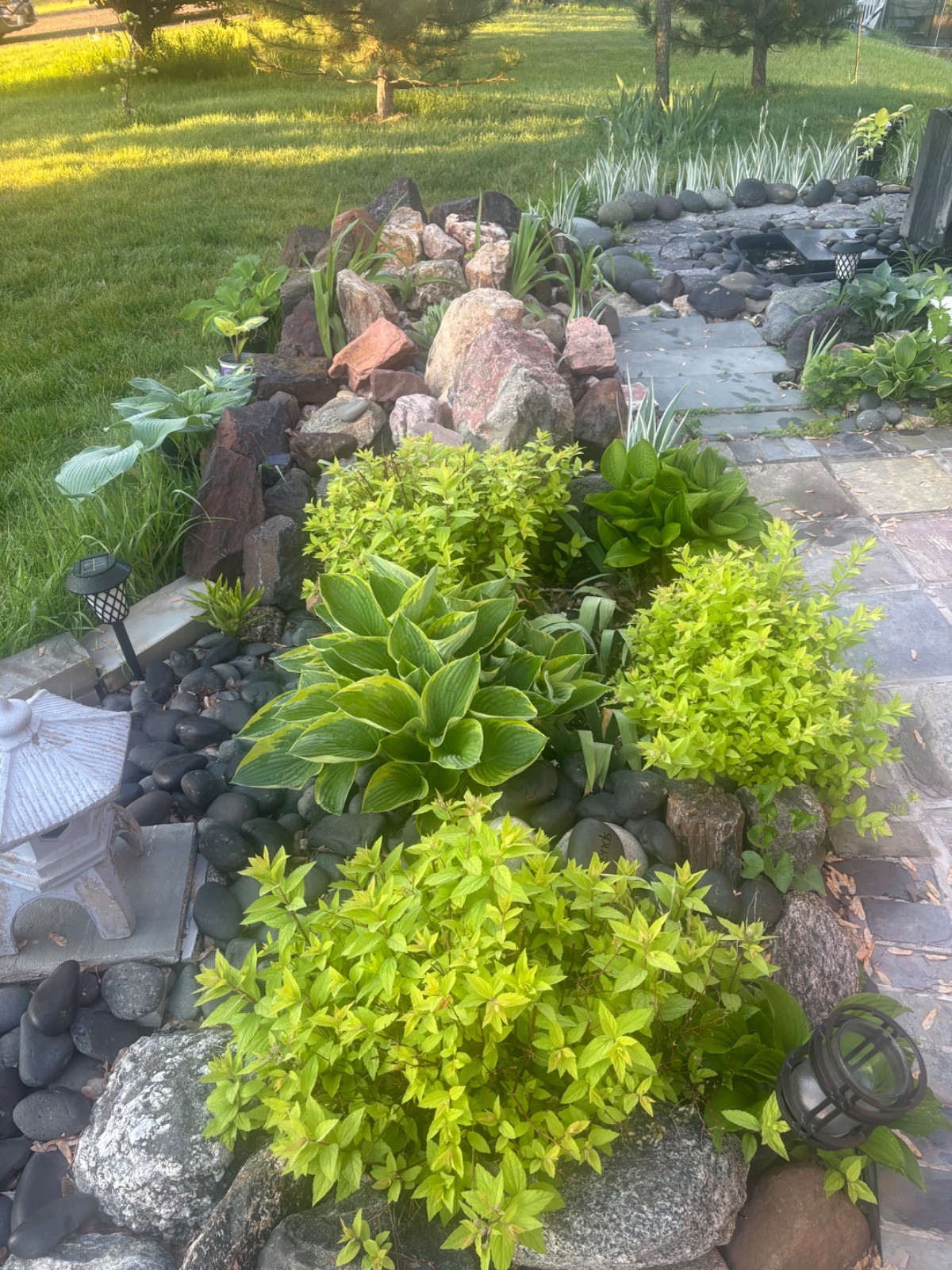 Hosta Christmas 5 live plants, Summer Blooms & Green Variegated Foliage in Shade