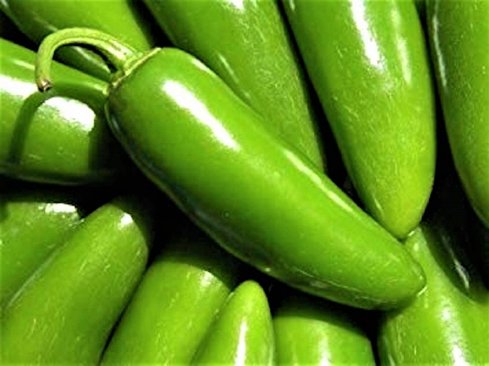 Hot Pepper Seeds Jalapeno Tam 50+ SEEDS NON-GMO –BUY 4 ITEMS FREE SHIPPING