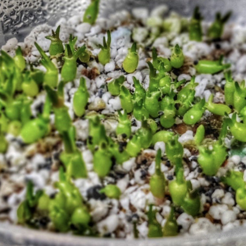 (10) Pack SEEDS Ariocarpus Fi55ur4tus v. HINTONII US SELLER