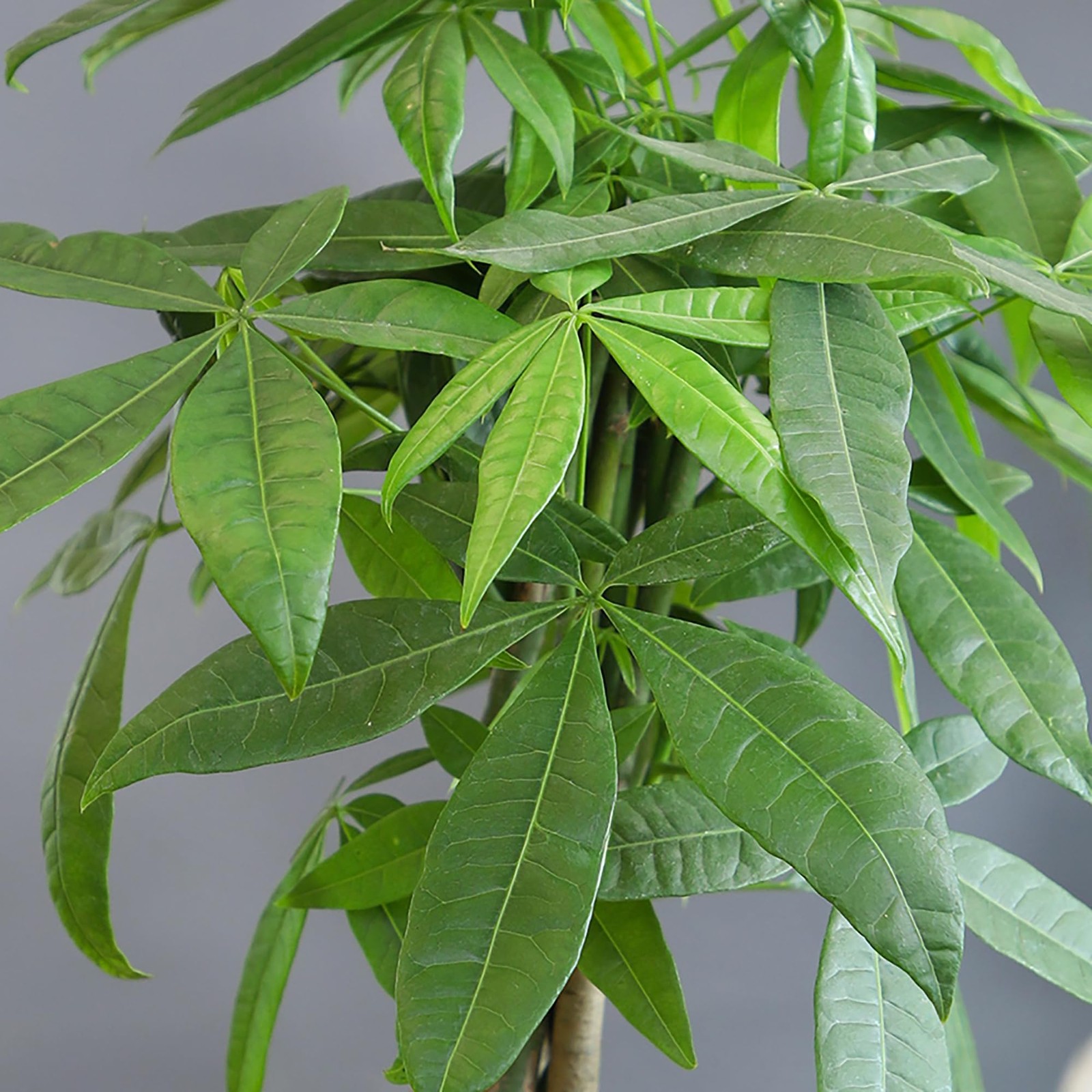 Altman Plants Chinese Money Plant Decor Money Tree Plant Indoor House Plants