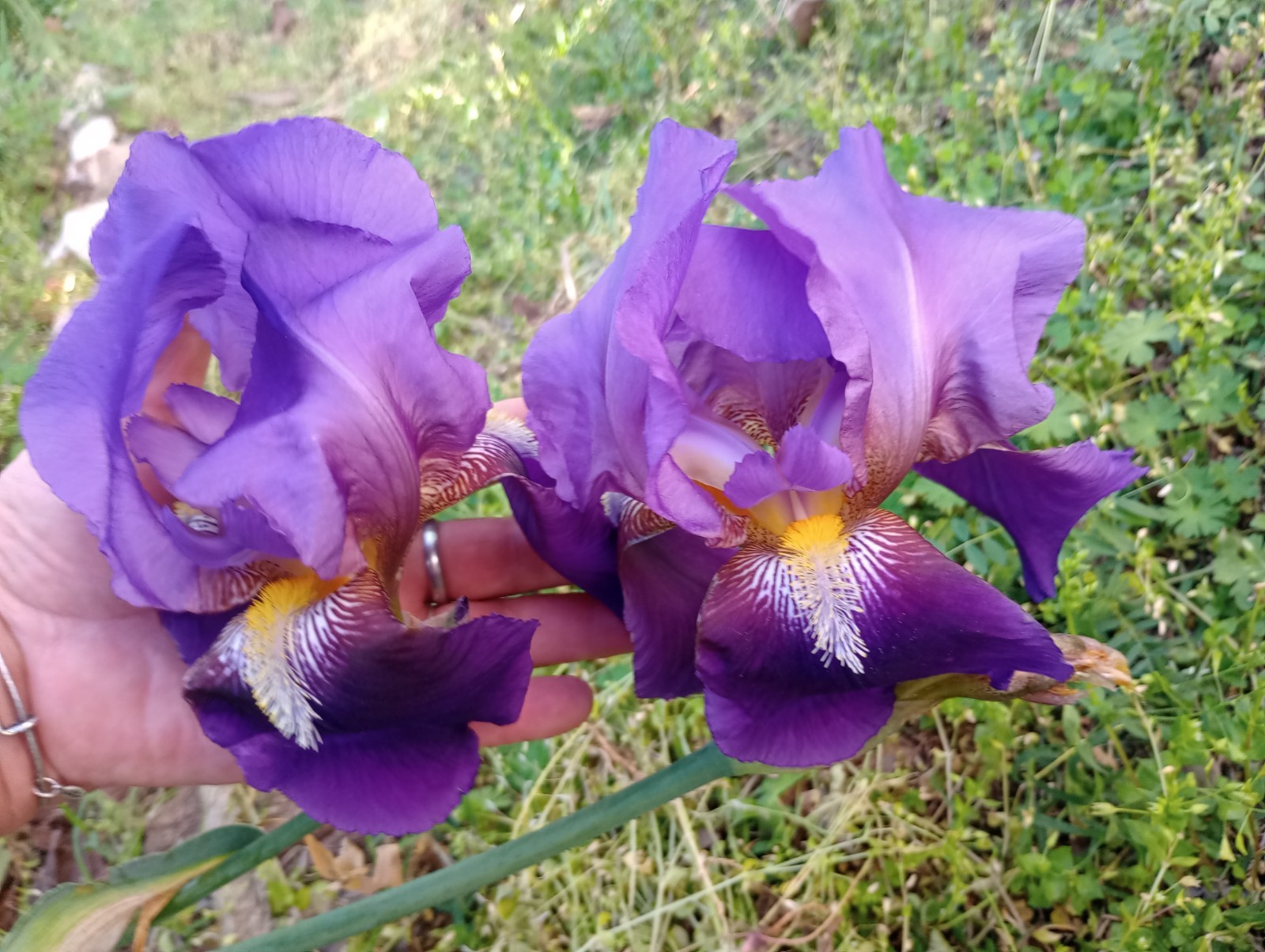 6x MIXED VARIETIES/COLORS BEARDED IRIS Bulbs/Rhizomes FRESH~FREE SHIPPING~