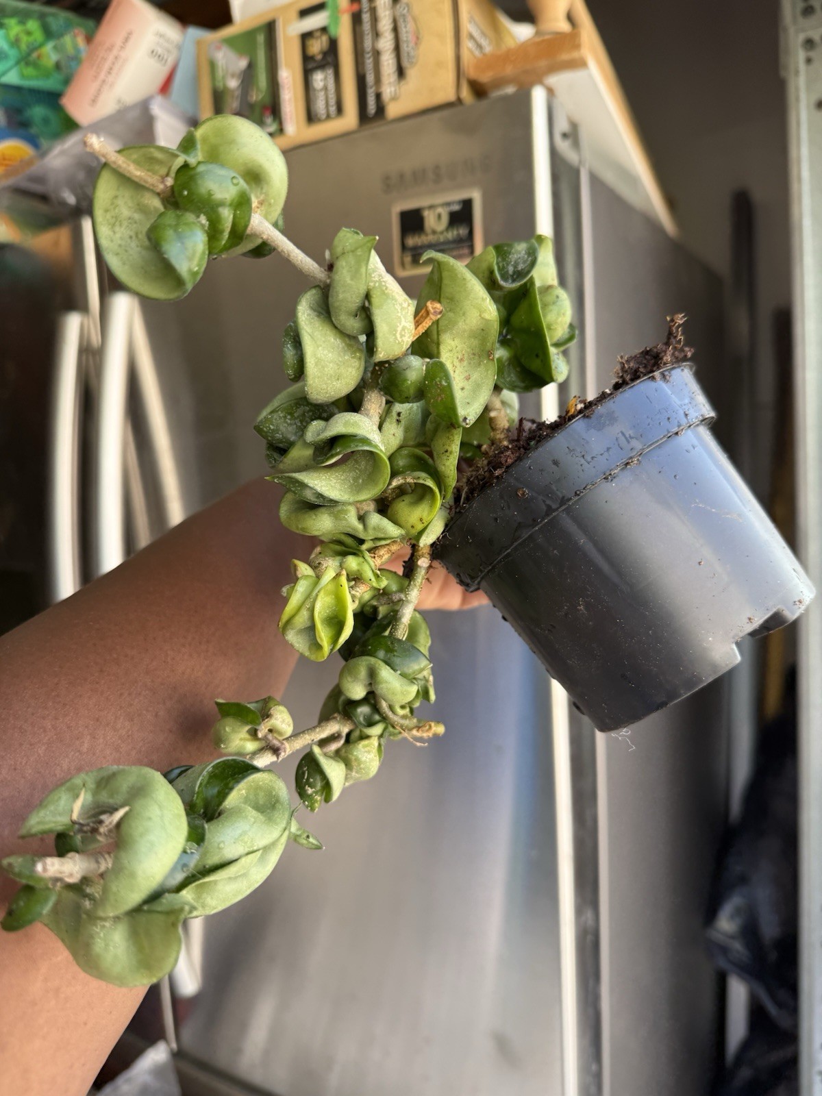 Hoya Indu Rope Plant