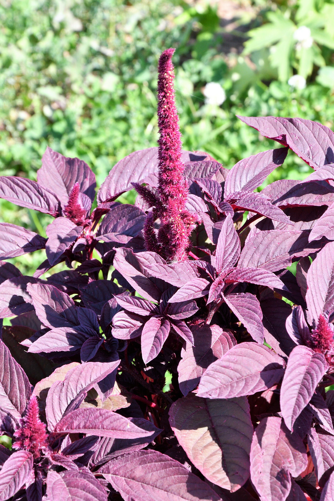 500 MIDNIGHT RED AMARANTHUS Cruentus Amaranth Flower Leaf Vegetable Seeds