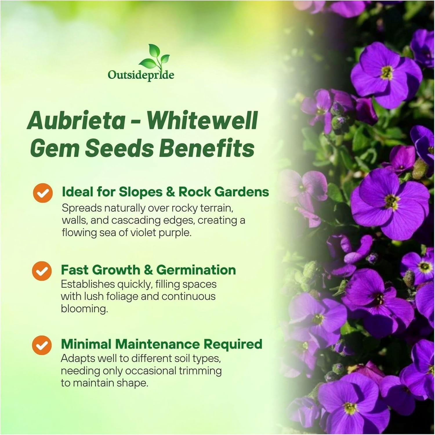 10000 Seeds Aubrieta Seeds – Rock Cress Whitewell Gem Ground Cover Seed