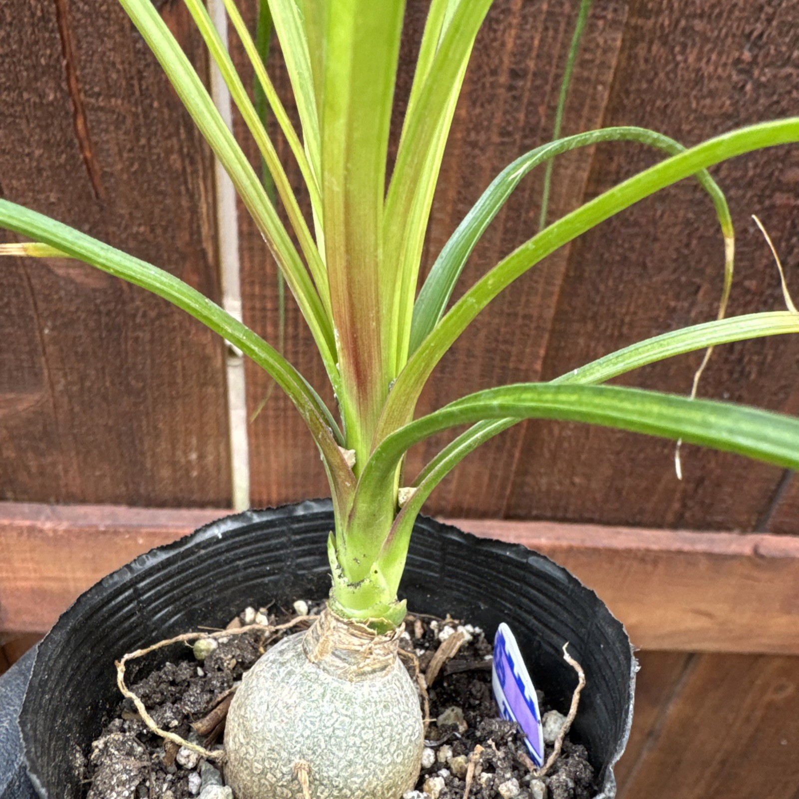 Beaucarnea recurvata Elephant Foot
