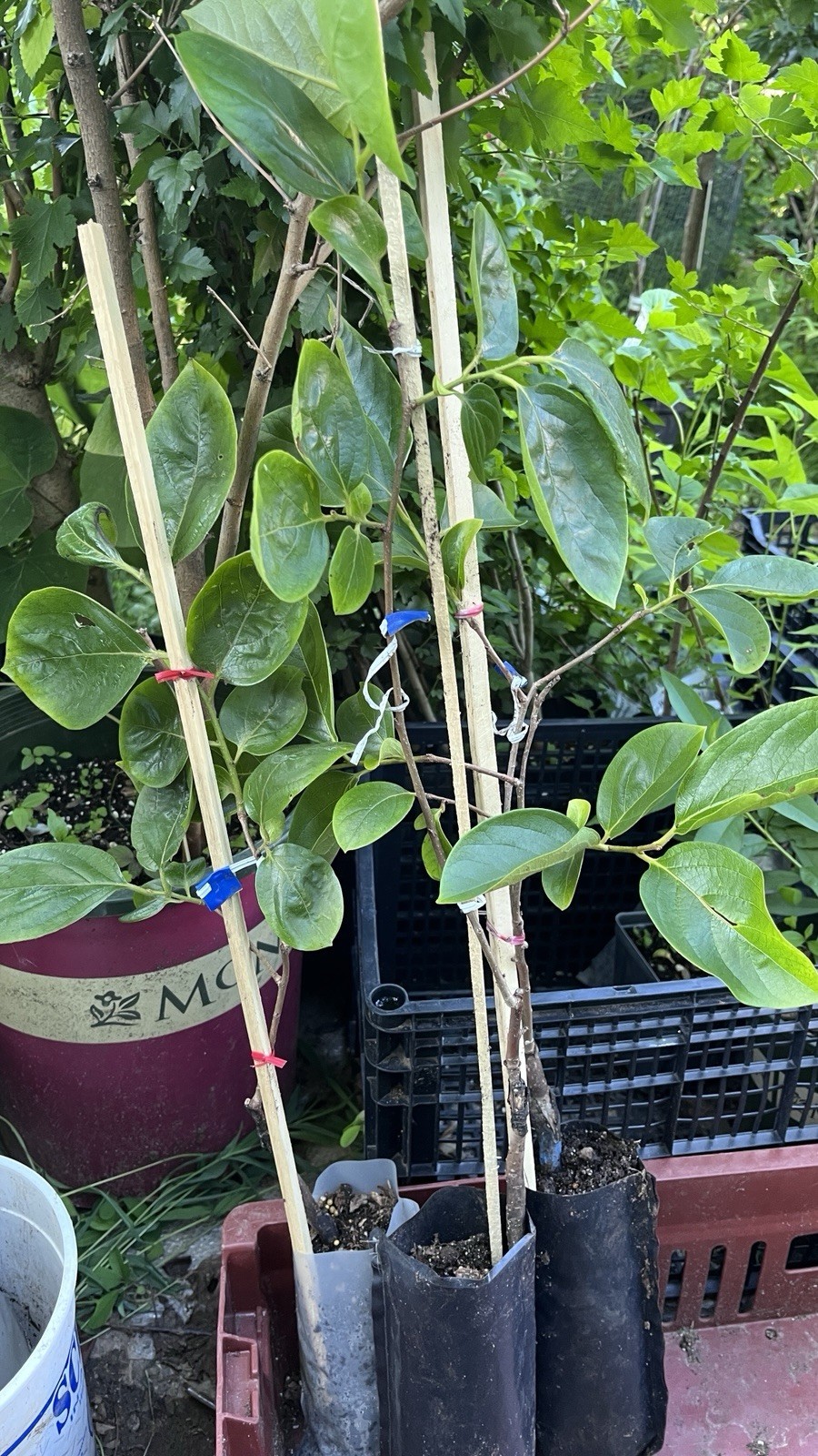Saijo Asian Persimmon, grafted, 12-18 inches tall live tree plant